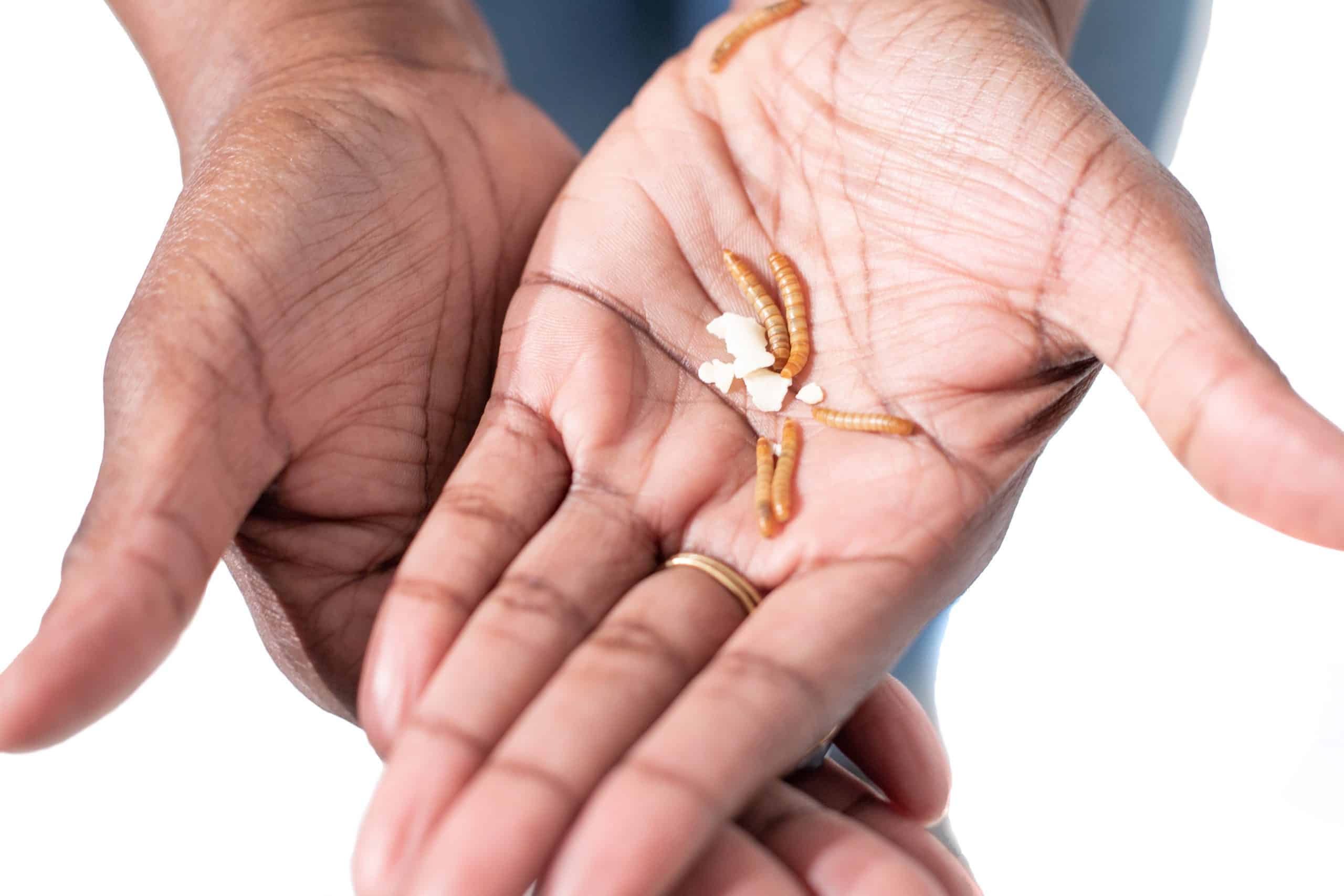 WUNDERgrubs turns mealworms into nutritious food products